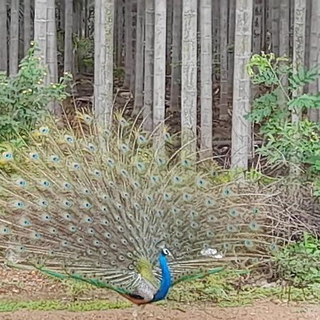 Shi'S Shambhavi Homestay -On The Way To Isha, Maruthamalai コインバトール エクステリア 写真